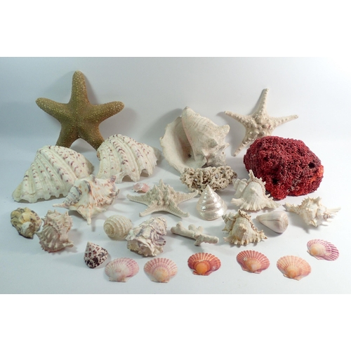 1091 - A box of shells and coral