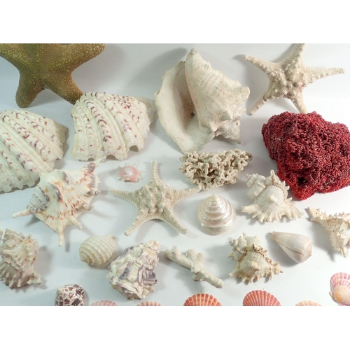 1091 - A box of shells and coral