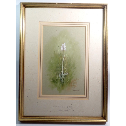 1102 - Gordon Beningfield - watercolour of Monkey Orchid 1936, 18 x 28cm