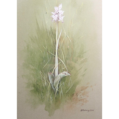 1102 - Gordon Beningfield - watercolour of Monkey Orchid 1936, 18 x 28cm