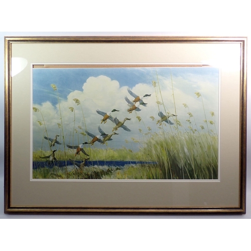 1247 - A Peter Scott print of ducks taking off, 37 x 59cm