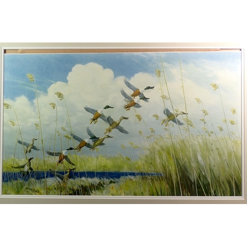 1247 - A Peter Scott print of ducks taking off, 37 x 59cm