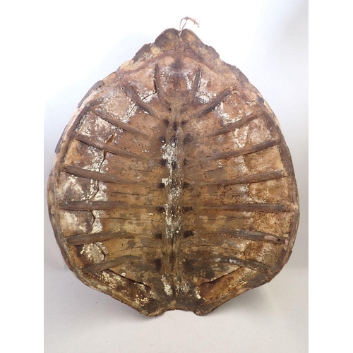 1379 - An antique Hawksbill turtle shell circa 1900's with CITIES (Defra) certificate No 24GBA10RP85EA, 63 ... 