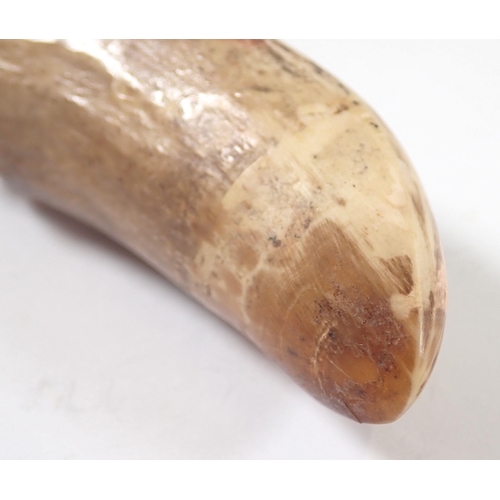 964 - A whales tooth with later engraved decoration of a whale, 9cm