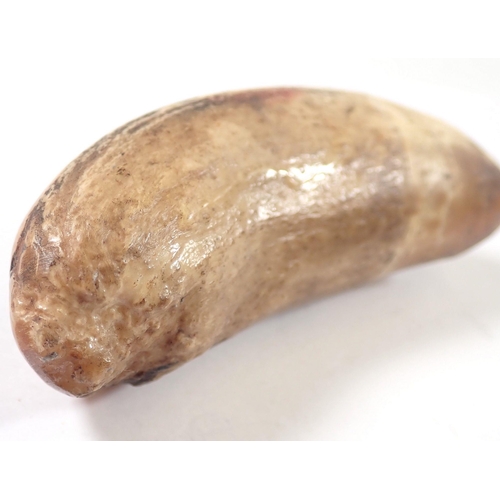 964 - A whales tooth with later engraved decoration of a whale, 9cm