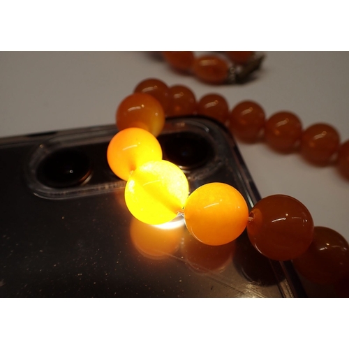 398 - Four various amber necklaces - one probably re-constituted