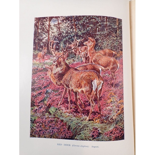 501 - British Mammals by Sir Harry Johnston from the Woburn Library of Natural History