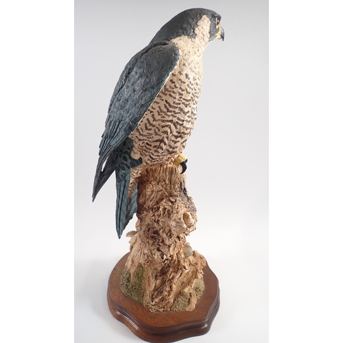 16 - A large Wildtrack Peregrin falcon by Alan B Hayman and Debbie Campbell, 44.5cm tall