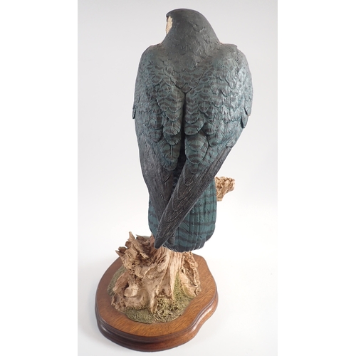16 - A large Wildtrack Peregrin falcon by Alan B Hayman and Debbie Campbell, 44.5cm tall