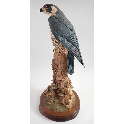 16 - A large Wildtrack Peregrin falcon by Alan B Hayman and Debbie Campbell, 44.5cm tall