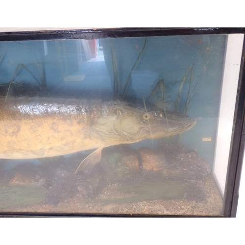 A large antique taxidermy pike in river bed case by Rohu & Sons ...