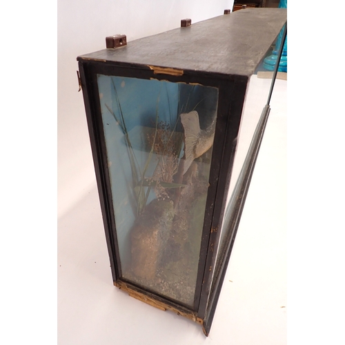 A large antique taxidermy pike in river bed case by Rohu & Sons ...