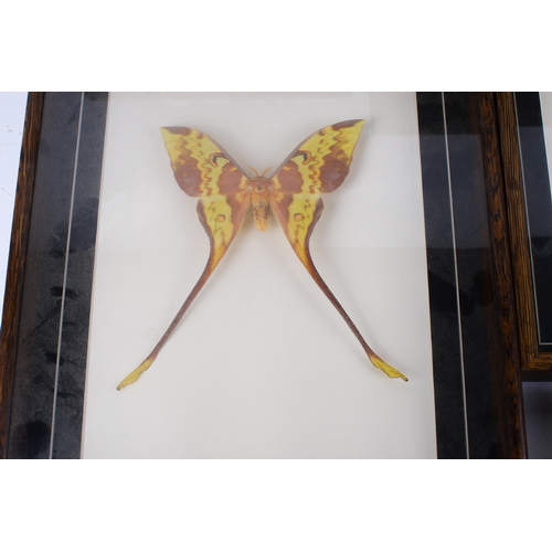 495 - Seven cased insect specimens. Comprising a Stick Insect, Halmahera Phasma Gigas, Stick Insect Popoi ... 