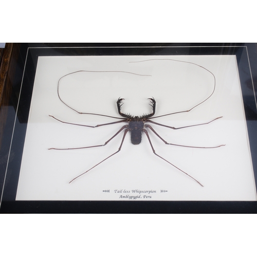 495 - Seven cased insect specimens. Comprising a Stick Insect, Halmahera Phasma Gigas, Stick Insect Popoi ... 