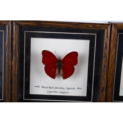500 - Seven cased insect specimens. Comprising two Blood Red Cymothe, Cymothe Sangaris (Uganda), Graphium ... 