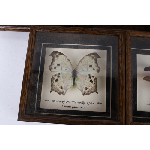 500 - Seven cased insect specimens. Comprising two Blood Red Cymothe, Cymothe Sangaris (Uganda), Graphium ... 