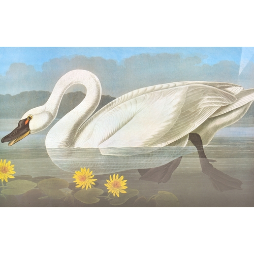 257 - After Robert Havell (1769-1832) - Common American Swan print. Framed and glazed, 107cm x 76cm