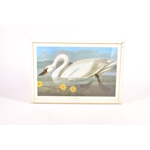 257 - After Robert Havell (1769-1832) - Common American Swan print. Framed and glazed, 107cm x 76cm