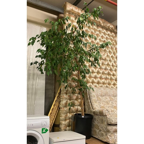 20 - LIVING INDOOR PLANT