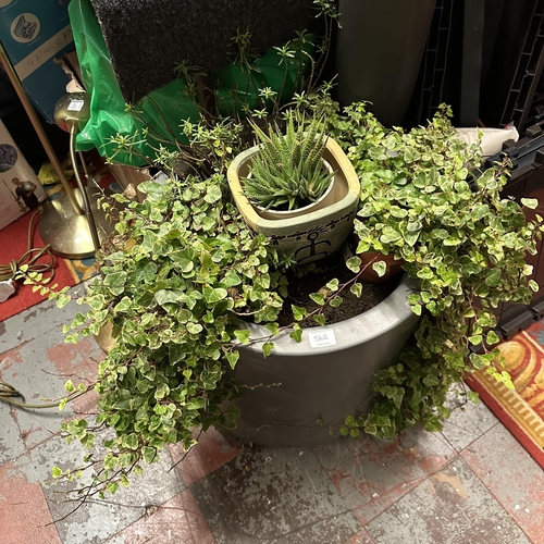 562 - VERY LARGE PLANTER CONTAINING IVY AND ALOE VERA