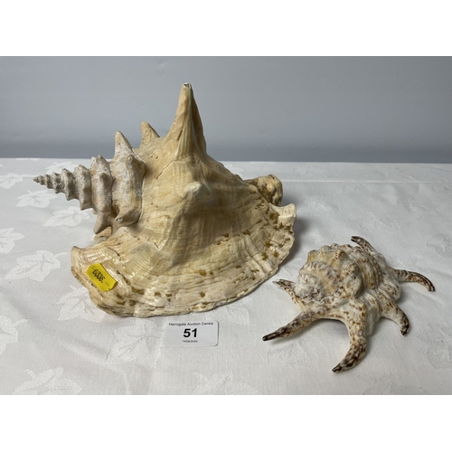 51 - TWO LARGE SHELLS