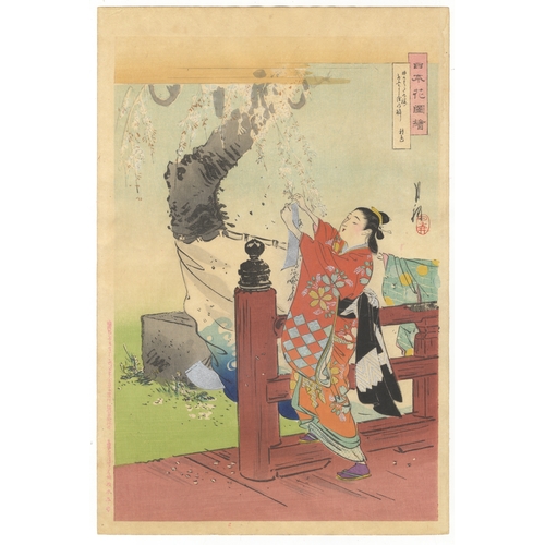 100 - Gekko Ogata, Cherry Blossom, Japanese Woodblock Print, Artist: Gekko Ogata (1859-1920)
Title: Cherry... 