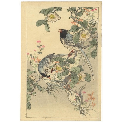 195 - Artist: Bairei Kono (1844-1895)
Title: Two Magpies on a Camellia Branch
Series: Bairei’s Album of Bi... 