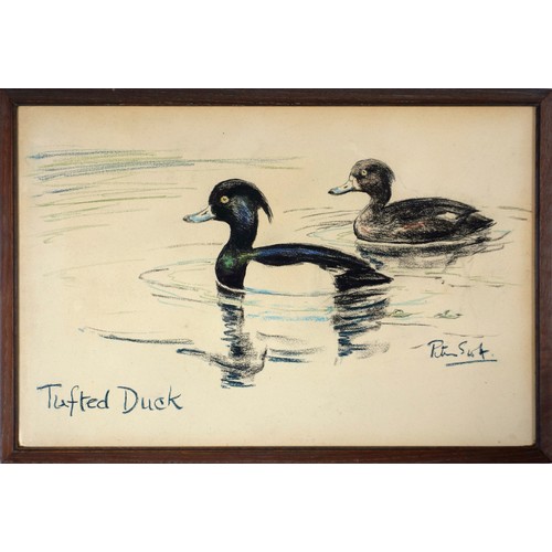 181 - Sir Peter Markham Scott (British, 1910-1989), 'Tufted Duck', crayon on paper, framed, signed and tit... 