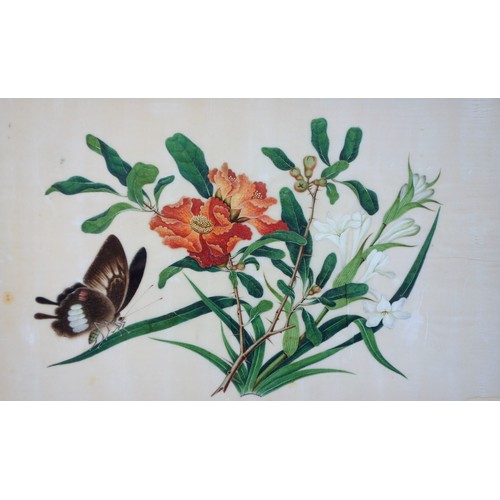 714 - Six Chinese pith paintings depicting butterflies and flowers, 19th century, framed, each frame 24 x ... 