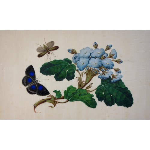 714 - Six Chinese pith paintings depicting butterflies and flowers, 19th century, framed, each frame 24 x ... 