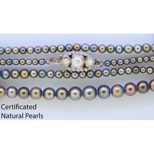 29 - NATURAL PEARL NECKLACE, of graduated design, pearls approx. 2.45 - 5.8 mm. L. 42 cm. 10.1 grams. Acc... 