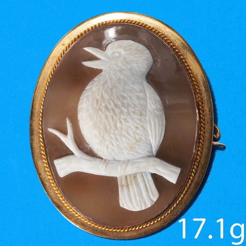 41 - AUSTRALIAN GOLD KOOKABURRA SHELL CAMEO BROOCH 
17.1 grams, indistinct Australian hallmarked.
beautif... 