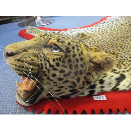 234 - A complete leopard skin with a mounted, snarling head, on a red felt and black fabric backing, prepa... 