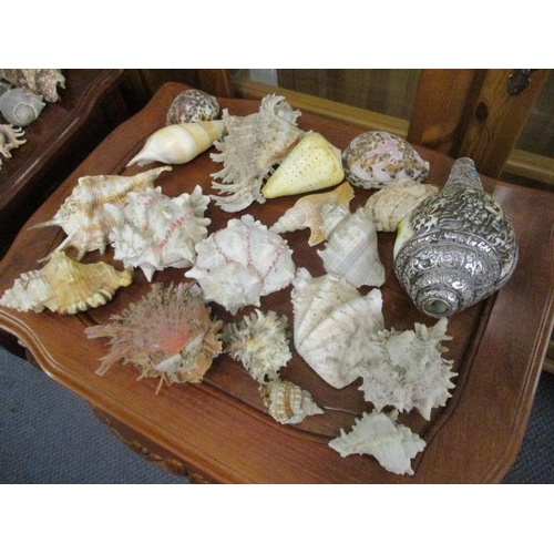 430 - A collection of sea shells to include one in a white metal frame with inset hardstones