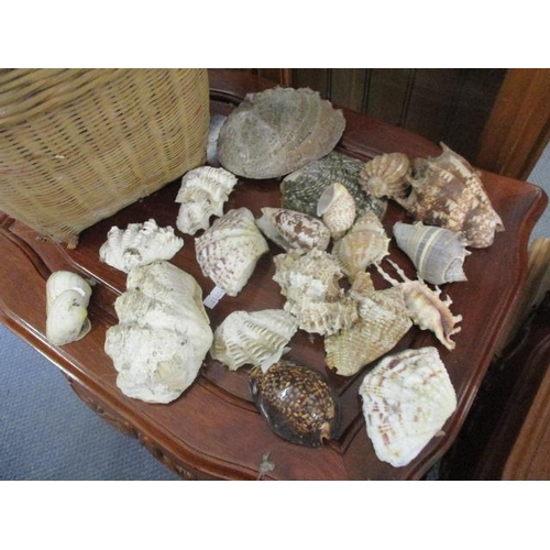 430 - A collection of sea shells to include one in a white metal frame with inset hardstones