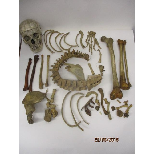 281 - A late 19th/20th century ex medical, half human skeleton and skull