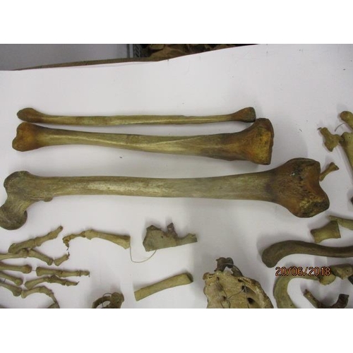 281 - A late 19th/20th century ex medical, half human skeleton and skull