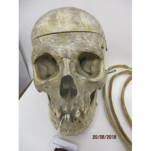 281 - A late 19th/20th century ex medical, half human skeleton and skull