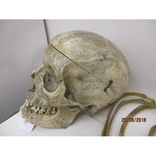 281 - A late 19th/20th century ex medical, half human skeleton and skull