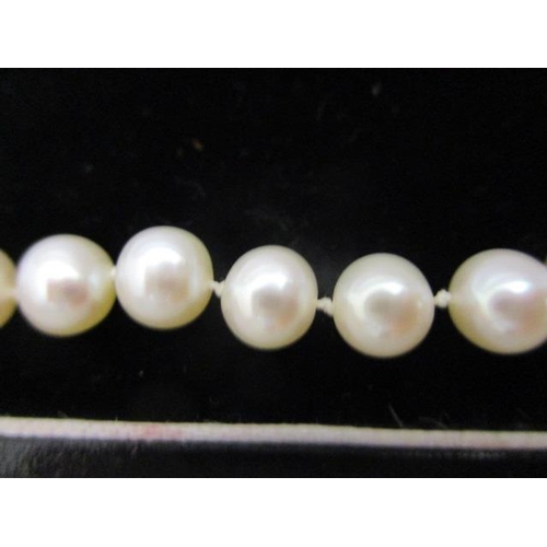 240 - A single strand pearl necklace with an 18ct white gold, ball clasp