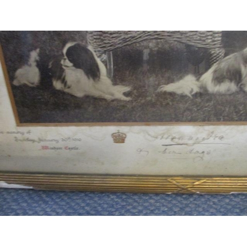 225 - An early 20th century framed photograph of Queen Alexandra and her dogs, signed, circa 1910