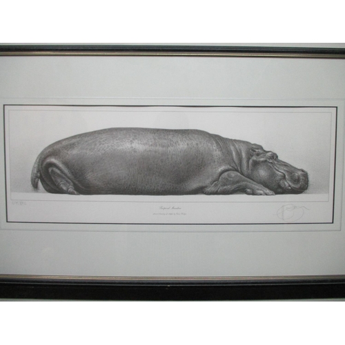 259 - Gary Hodges - 'Tropical Slumber' a study of a hippopotamus, limited edition print 695/850, 7 1/2