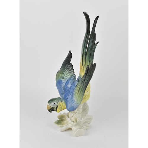 151 - A large Karl Ens (1802-1865) glazed porcelain macaw parrot, in a deep leaning position resting atop ... 