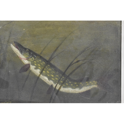 222 - Roland Knight (1879-1921) a study of a pike amongst reeds about to take a lure, oil on canvas, signe... 