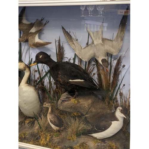 228 - A large taxidermy display to include a murre, Cayuga duck and others, 83cm h x 114cm w
Location: A1B