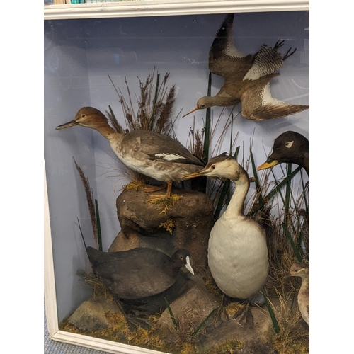 228 - A large taxidermy display to include a murre, Cayuga duck and others, 83cm h x 114cm w
Location: A1B