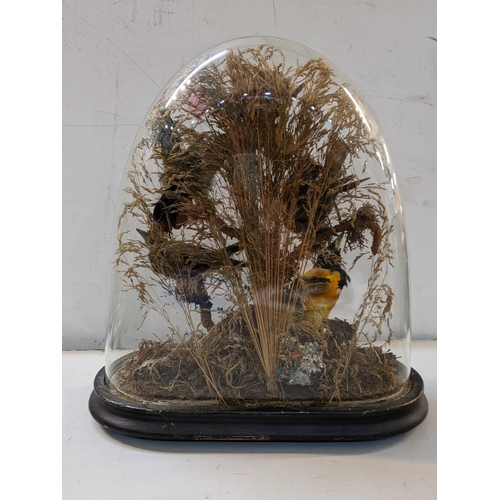 11 - A Victorian taxidermy display of four birds under a glass dome, 33.5cm h x 30cm w
Location: 10.1