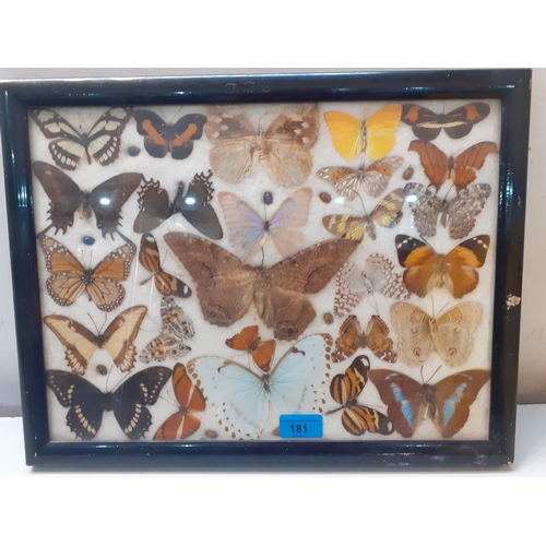 181 - A mounted and framed ménage of vintage butterflies, Location: R2:3