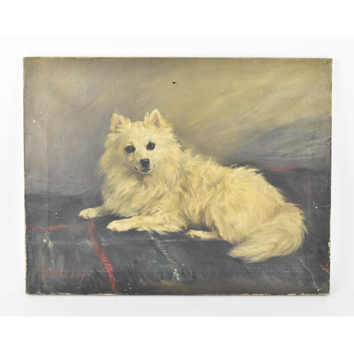 243 - Florence Jay (act.1905-1920) British, portrait of a Japanese Spitz dog, signed lower left in red, oi... 