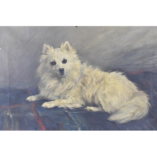 243 - Florence Jay (act.1905-1920) British, portrait of a Japanese Spitz dog, signed lower left in red, oi... 